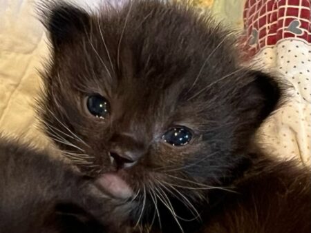 Available ragdoll kitten CA