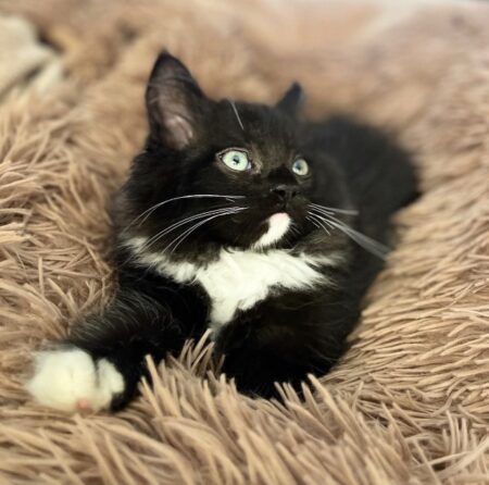 Available Ragdoll kittens Norco, CA