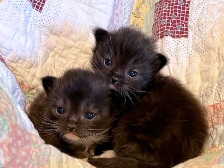 Available ragdoll kitten CA