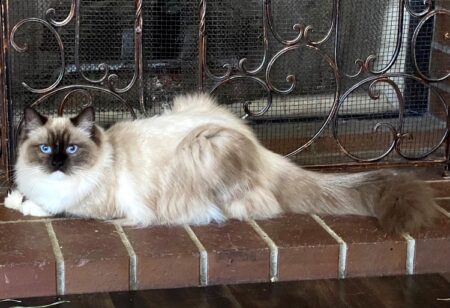 Ragdoll CA