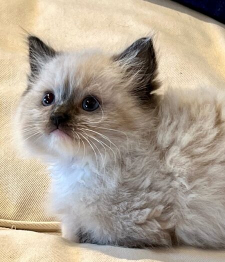 Available Ragdoll kittens Norco, CA