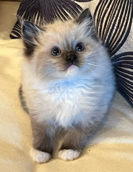 Available Ragdoll kittens Norco, CA