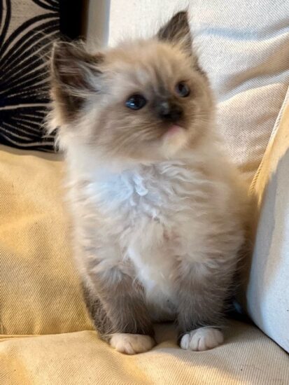 Available Ragdoll kittens Norco, CA