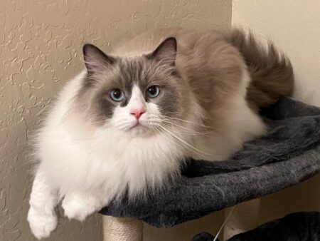 Available Adult Ragdoll CA