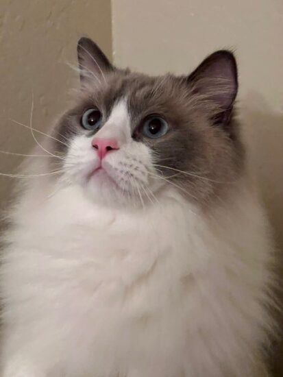 Available Adult Ragdoll CA