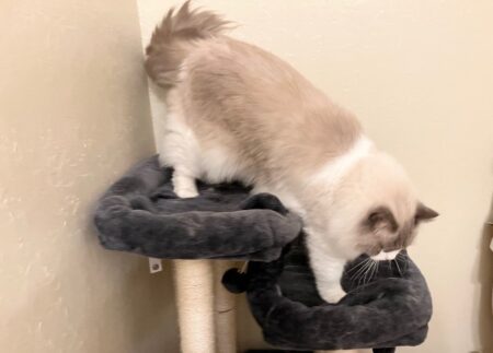 Available Adult Ragdoll CA
