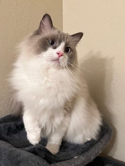 Available Adult Ragdoll CA