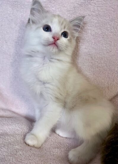 Available ragdoll kitten CA