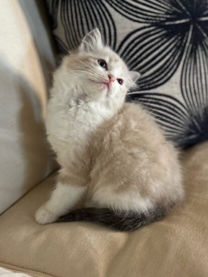 Available ragdoll kitten CA