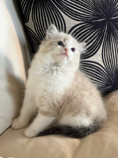 Available ragdoll kitten CA