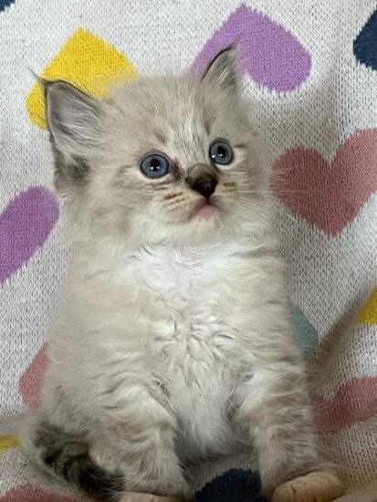 Available ragdoll kitten CA