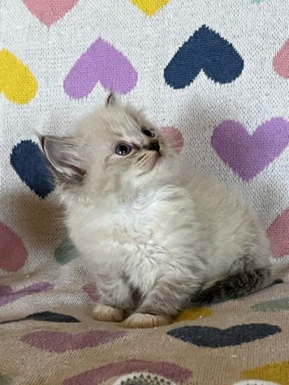 Available ragdoll kitten CA