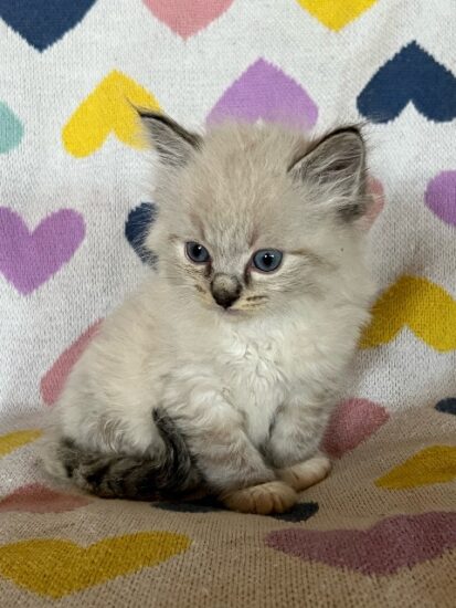 Available ragdoll kitten CA