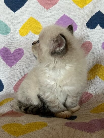 Available ragdoll kitten CA