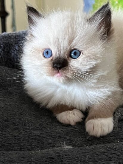 Available ragdoll kitten CA