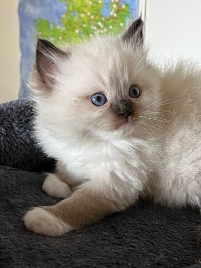 Available ragdoll kitten CA