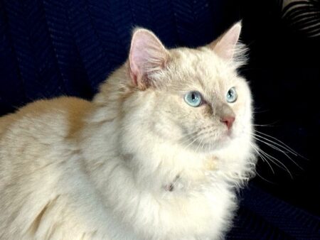 Available ragdoll kitten CA
