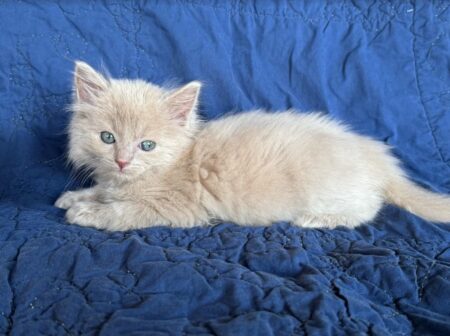 Available ragdoll kitten CA