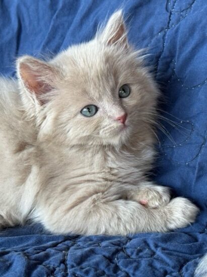 Available ragdoll kitten CA