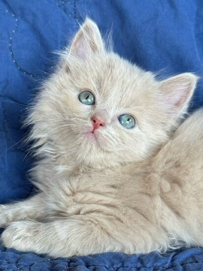 Available ragdoll kitten CA