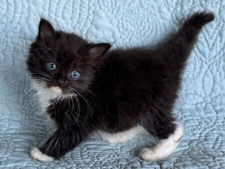 Available ragdoll kitten CA