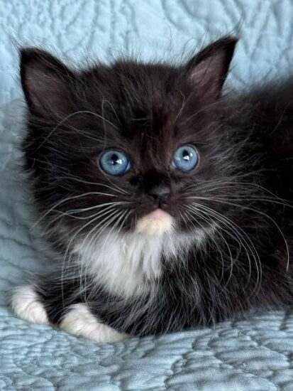 Available ragdoll kitten CA