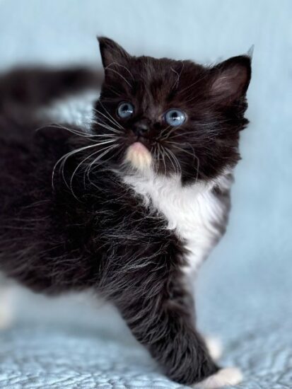 Available ragdoll kitten CA