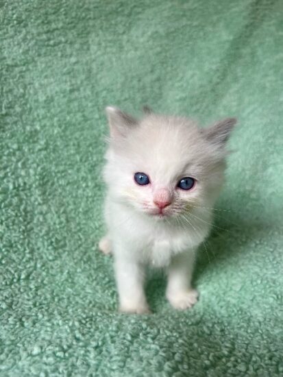 Available ragdoll kitten CA