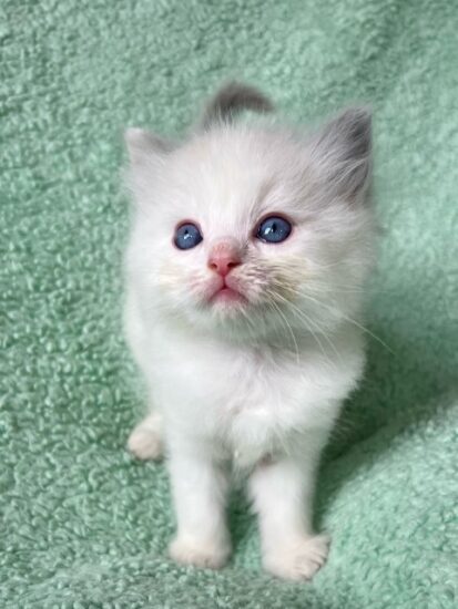 Available ragdoll kitten CA