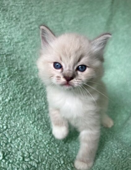 Available ragdoll kitten CA