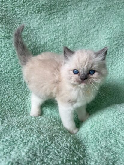 Available ragdoll kitten CA