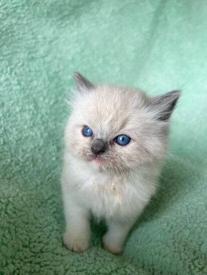 Available ragdoll kitten CA