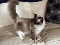 Available ragdoll kitten CA