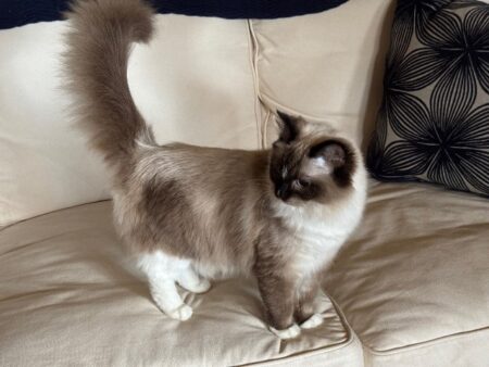 Available ragdoll kitten CA