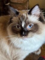 Available ragdoll kitten CA