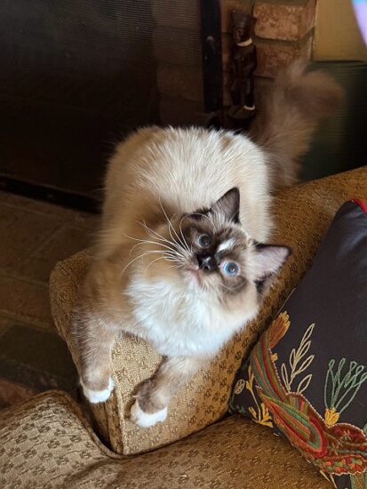 Available ragdoll kitten CA