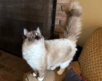 Available ragdoll kitten CA