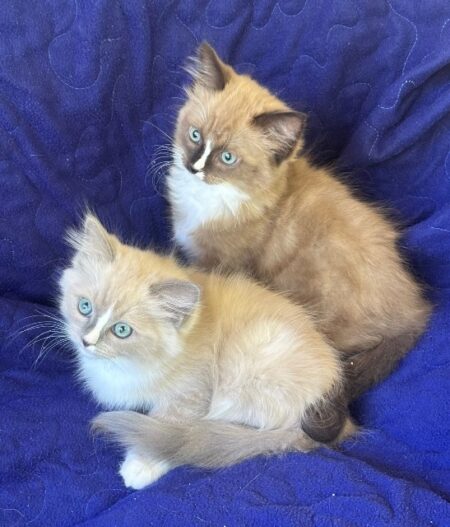 Available ragdoll kitten CA