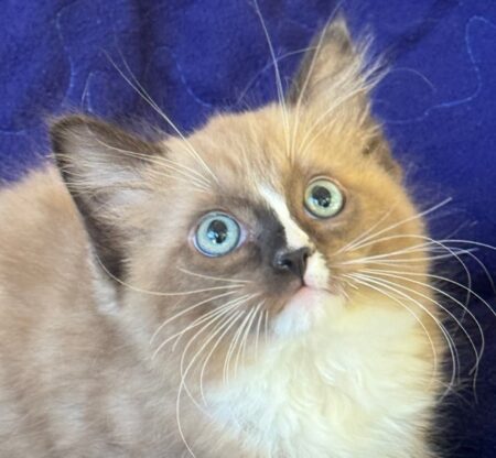 Available ragdoll kitten CA