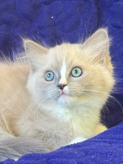Available ragdoll kitten CA