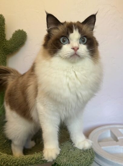 Available ragdoll kitten CA
