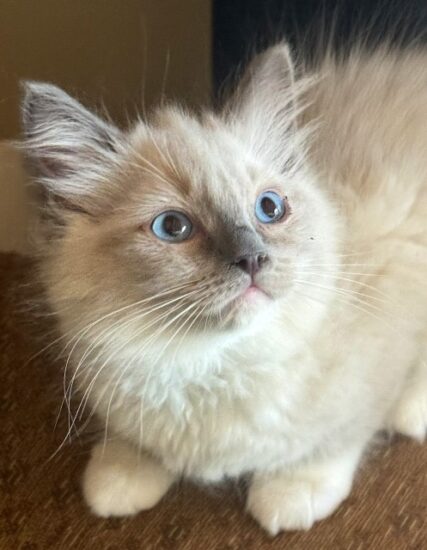 Available ragdoll kitten CA