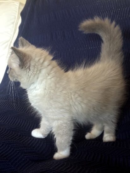 Available ragdoll kitten CA