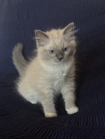 Available ragdoll kitten CA