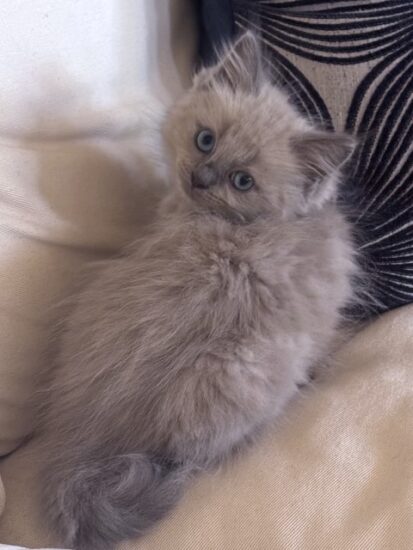 Available ragdoll kitten CA