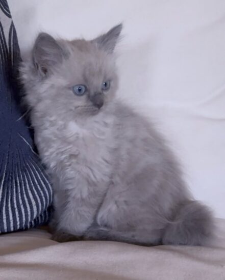 Available ragdoll kitten CA