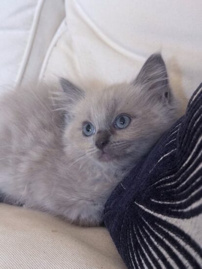 Available ragdoll kitten CA