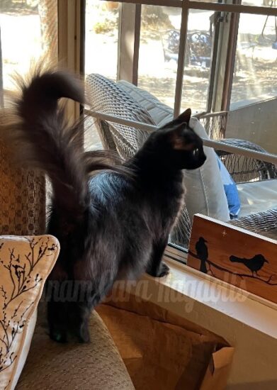 Available ragdoll kitten CA
