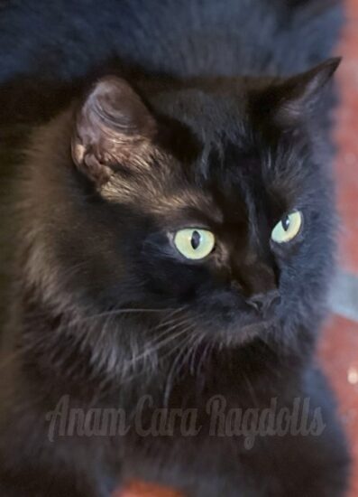 Available ragdoll kitten CA