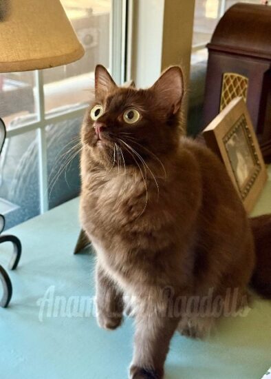 Available ragdoll kitten CA